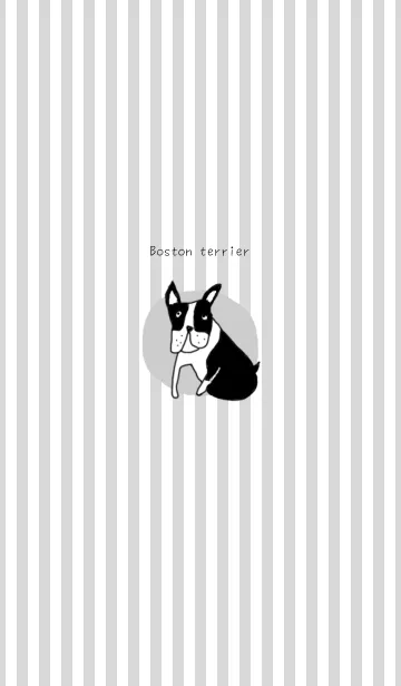[LINE着せ替え] ボストンテリア (Boston terrier)の画像1