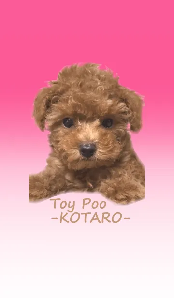 トイプードルの コタローの着せ替えメイン画像