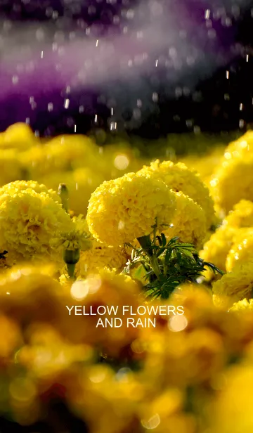 [LINE着せ替え] Yellow flowers and Rainの画像1