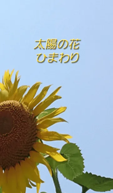 [LINE着せ替え] 太陽の花 ひまわりの画像1