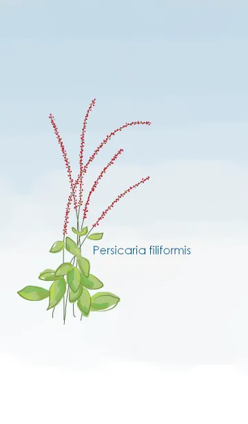 [LINE着せ替え] Persicaria filiformis ~水引草~の画像1