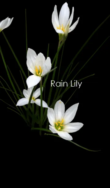 [LINE着せ替え] Rain Lily ~タマスダレ~の画像1