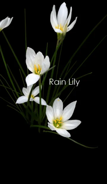 Rain Lily ~タマスダレ~の着せ替えメイン画像