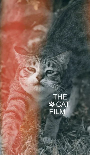 [LINE着せ替え] The cat filmの画像1