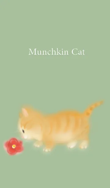 [LINE着せ替え] Munchkin Cat マンチカンの画像1