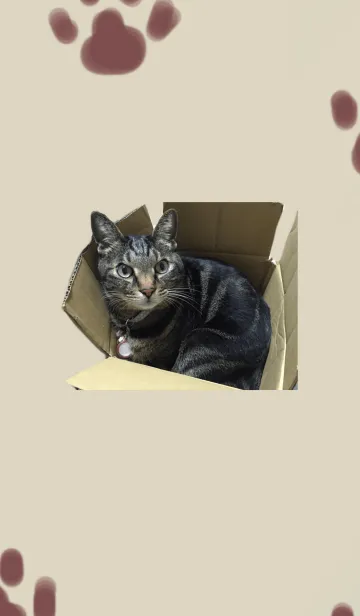 [LINE着せ替え] うちのねこ。の画像1