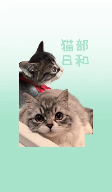 [LINE着せ替え] 猫部日和の画像1