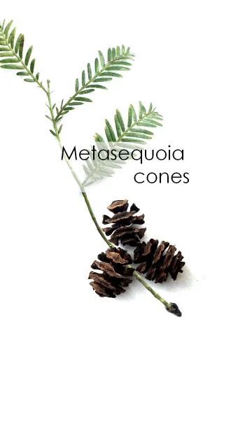 [LINE着せ替え] Metasequoia cones ~メタセコイアの毬果~の画像1