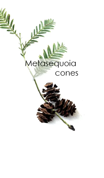 Metasequoia cones ~メタセコイアの毬果~の着せ替えメイン画像