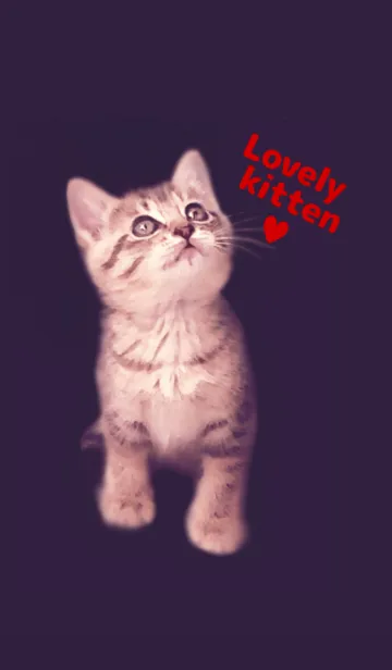 [LINE着せ替え] Lovely kittenの画像1