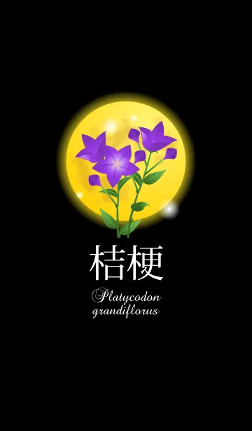 [LINE着せ替え] Platycodon grandiflorus！の画像1