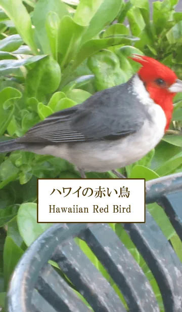 [LINE着せ替え] ハワイの赤い鳥の画像1