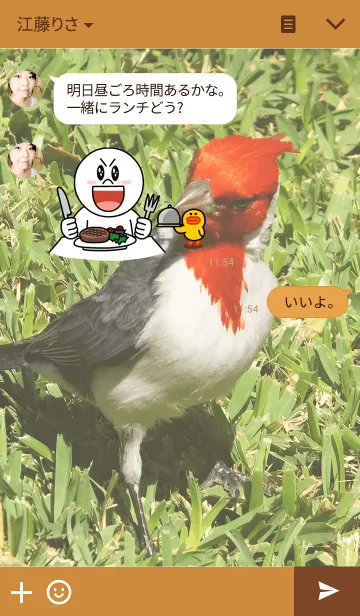 [LINE着せ替え] ハワイの赤い鳥の画像3