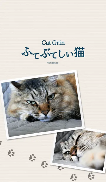 ふてぶてしい猫の着せ替えメイン画像