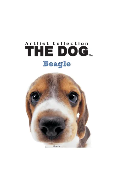 [LINE着せ替え] THE DOG ビーグルの画像1