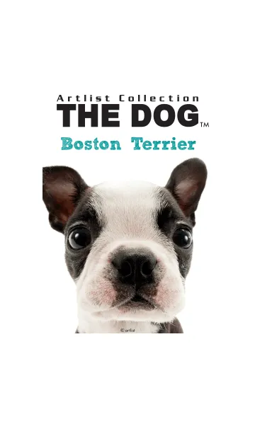 [LINE着せ替え] THE DOG ボストン•テリアの画像1