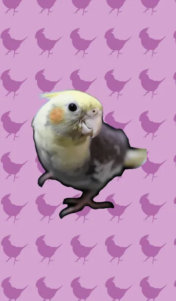[LINE着せ替え] オカメインコのぷぅの画像1