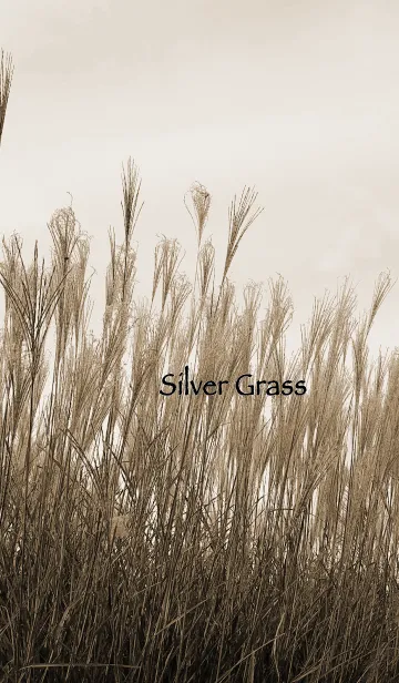[LINE着せ替え] Silver grassの画像1