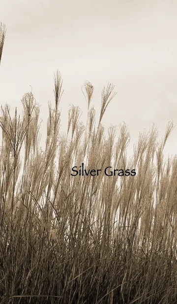 Silver grassの着せ替えメイン画像