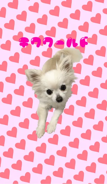 [LINE着せ替え] チワワールドの画像1