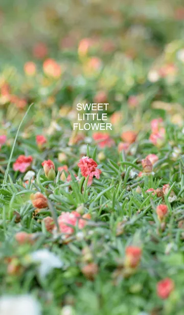 [LINE着せ替え] sweet little flowerの画像1