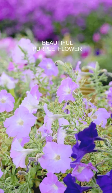 [LINE着せ替え] beautiful purple flowerの画像1