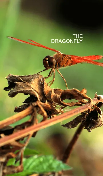 [LINE着せ替え] THE DRAGONFLYの画像1