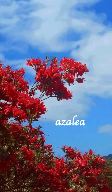 [LINE着せ替え] azaleaの画像1