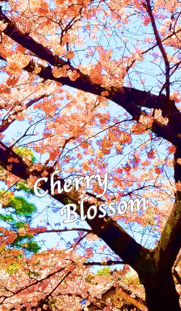[LINE着せ替え] CherryBlossomの画像1
