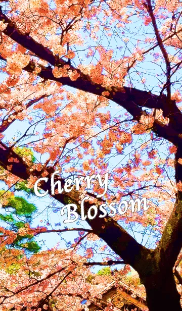 CherryBlossomの着せ替えメイン画像