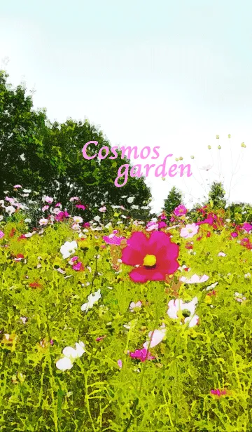 [LINE着せ替え] Cosmos gardenの画像1