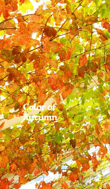 [LINE着せ替え] Color of Autumnの画像1