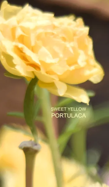 [LINE着せ替え] Sweet Yellow Portulacaの画像1