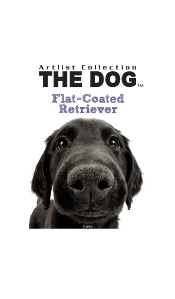 [LINE着せ替え] THE DOG フラットコーテッド•レトリーバーの画像1