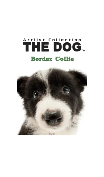 [LINE着せ替え] THE DOG ボーダー•コリーの画像1