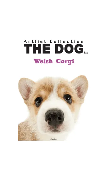 [LINE着せ替え] THE DOG ウェルシュ•コーギーの画像1