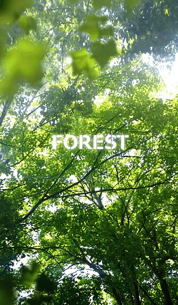 [LINE着せ替え] FOREST-森林.ver1.2の画像1