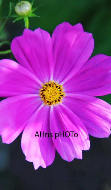 [LINE着せ替え] ahns photo_02_flowerの画像1
