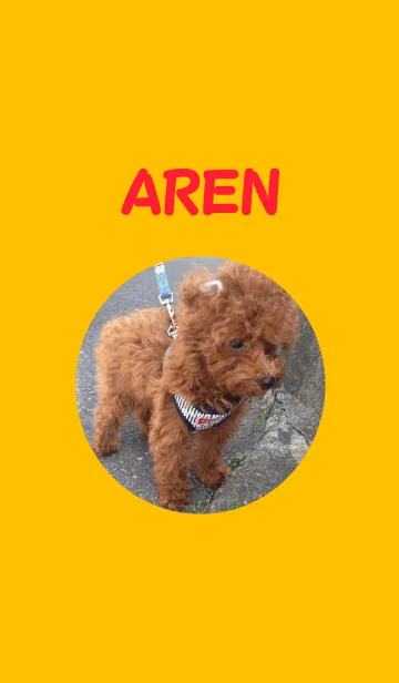 [LINE着せ替え] 実写版トイプードルのアレンの画像1