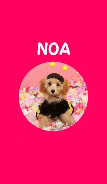 [LINE着せ替え] 実写版トイプードルのノアの画像1