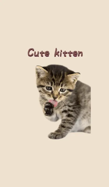 [LINE着せ替え] Cute Kitten かわいいキジトラの子猫の画像1