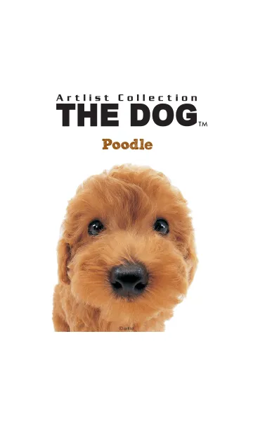 THE DOG プードルの着せ替えメイン画像