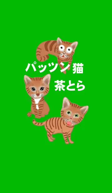 [LINE着せ替え] 猫だらけ、かわいい茶トラねこの画像1