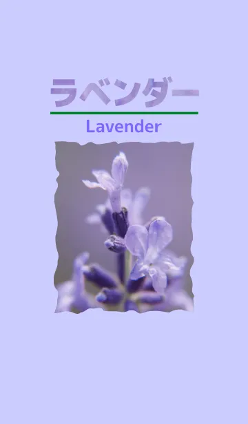 [LINE着せ替え] ラベンダーの画像1
