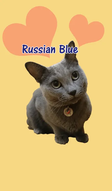 [LINE着せ替え] ねこきせかえ【実写ロシアンブルー】の画像1