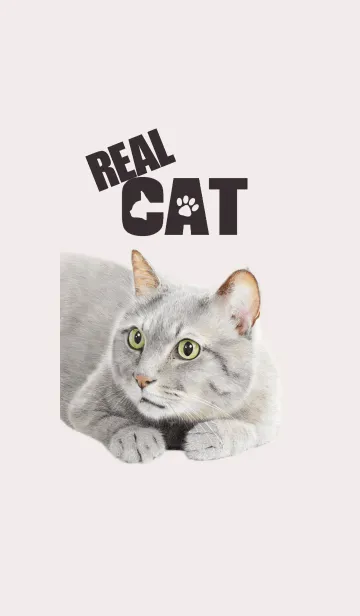 [LINE着せ替え] REAL CATの画像1