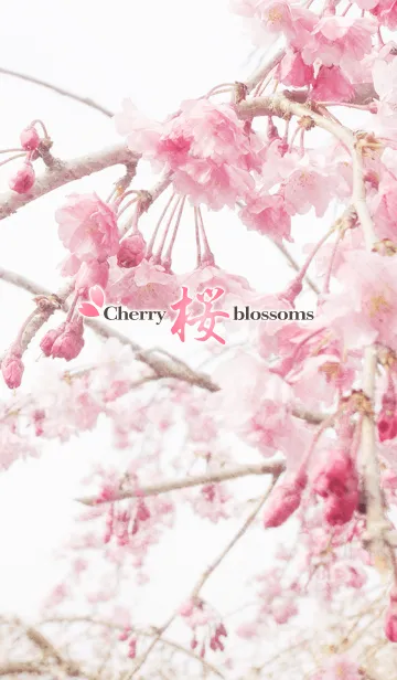 CherryBlossomsのLINE着せ替え