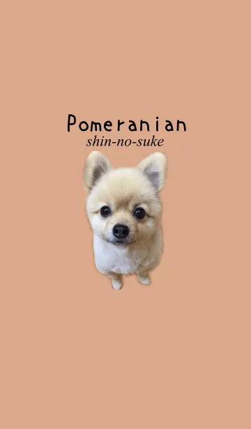 ポメラニアンのしんのすけの着せ替えメイン画像
