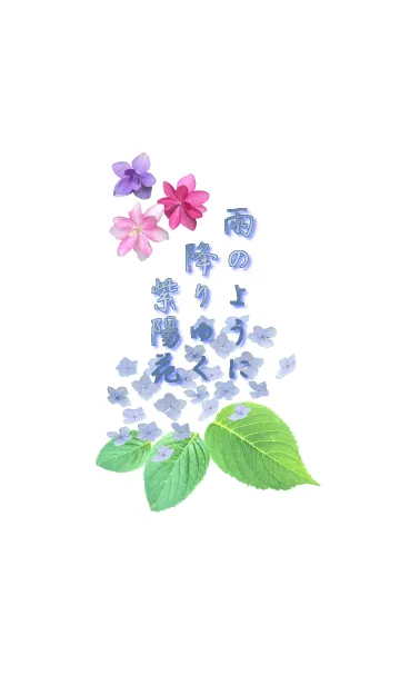 雨のように降りゆく紫陽花の着せ替えメイン画像