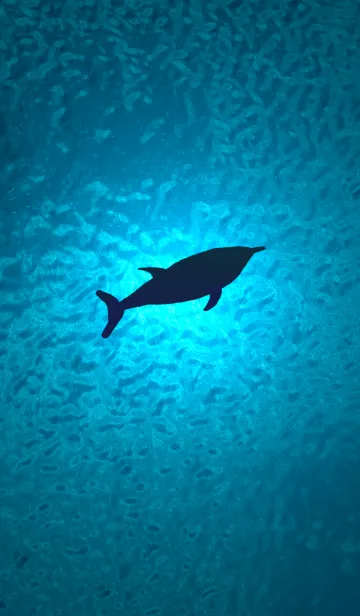 [LINE着せ替え] イルカ。ドルフィン。の画像1